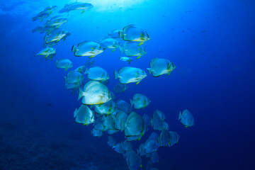Batfish group of batfish in the blue waters of the Red Sea.