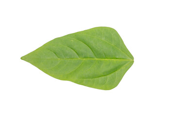 Isolated Green Leaf on Transparent Background PNG Natural Simplicity