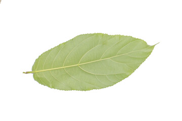 Single Green Leaf PNG Image on Transparent Background for Graphic Design