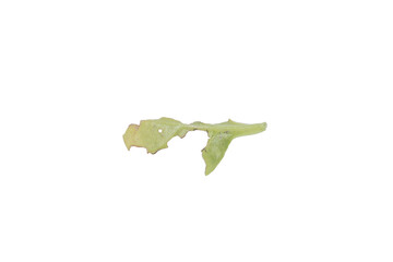 Perforated Leaf PNG Image Isolated on Transparent Background for Design Use