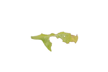 Damaged Leaf PNG Image Isolated on Transparent Background for Creative Projects