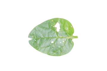 Leaf with Holes PNG Image Isolated on Transparent Background for Creative Use
