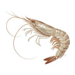 Realistic Shrimp Artwork for Seafood-Themed Designs