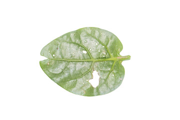 Leaf with Holes PNG Image Isolated on Transparent Background for Design Work