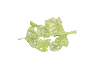 Damaged Leaf with Holes on Transparent Background PNG for Botanical Studies