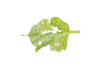 Leaf with Holes PNG Image Isolated on Transparent Background for Projects