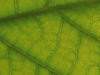 green leaf texture