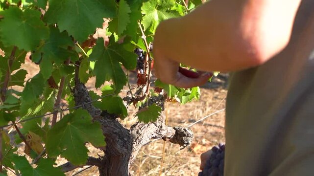 Vendanges en Corse, une personne ramasse une grappe de raison, Corsica