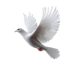 white dove in flight on white background