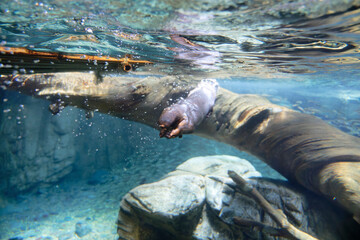 Asian small clawed otter (Aonyx cinerea) under water