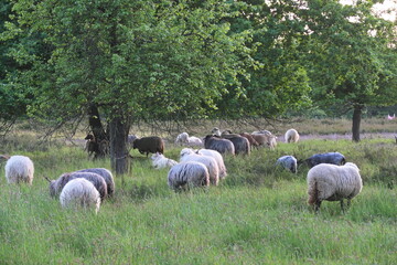 Obraz premium Schafe in der Heide von Waldacker