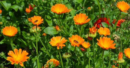 Panoramic photo of blooming calendula flowers pollinated by honey bees.