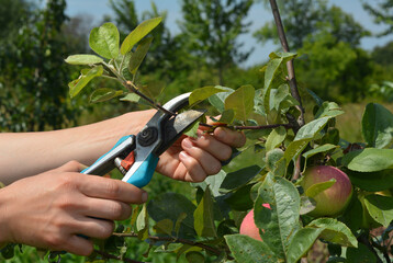 Apple tree summer pruning. How to prune apple trees in summer garden