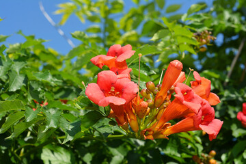 Trumpet Vine (Campsis radicans) blooming  flowers.