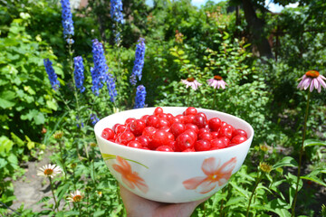  Gardener hold in hand bowl with ripe cherries harvest on a flower bed background.