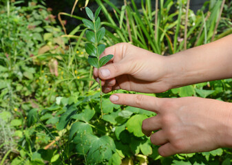 Propagating Boxwood from cuttings. The gardener points to a boxwood steam that he has prepared for further rooting.