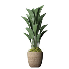 Colour flowers in white pot isolated on white