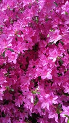pink rhododendron 