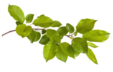 branch of a tree
