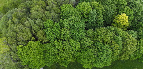 Naklejka premium Laubwald von oben