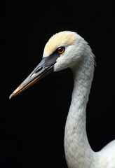 Fototapeta premium An elegant and detailed studio portrait of a majestic white crane, its intricate feather texture and intense eye captured against a stark black background. 