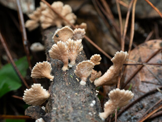 The line of Splitgill Mushroom 