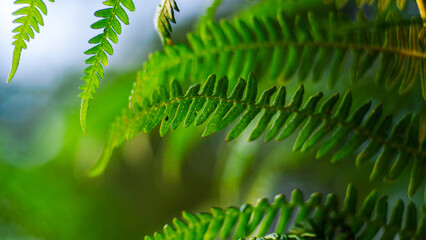 Macro de feuilles de fougère vertes