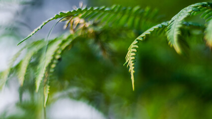 Macro de feuilles de fougère vertes