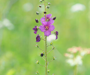 Blooming plant of of purple mullein, Verbascum phoeniceum