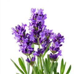Fototapeta premium Closeup of Exquisite Lavender Blossoms , isolated on white background png