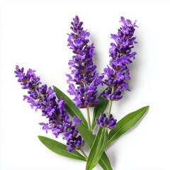 Obraz premium Stunning Lavender Bouquet - A Floral Delight , isolated on white background png