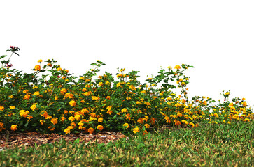 field of yellow flowers