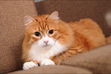 Red cat lies on the sofa