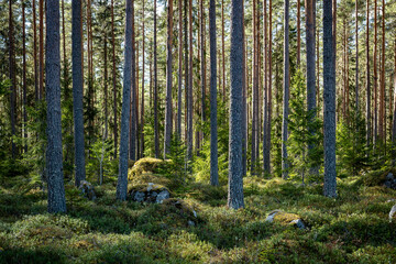 Obraz premium Magical fairytale pine forest. Forest therapy and stress relief.