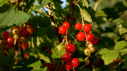 Close-up of ripe currant berries on a bush in the garden. Fresh, juicy organic fruit ready for...