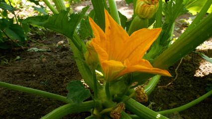 Close-up of a blooming zucchini flower with small zucchini growing among green leaves in the...