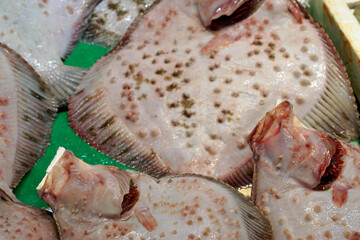 fresh fish at the karakoy fish market
