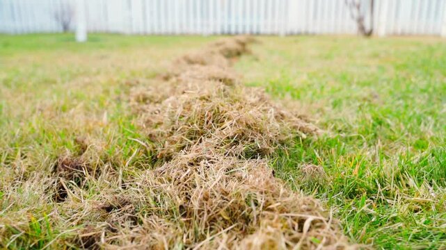 Old dead grass after combing lawns after winter, close-up 