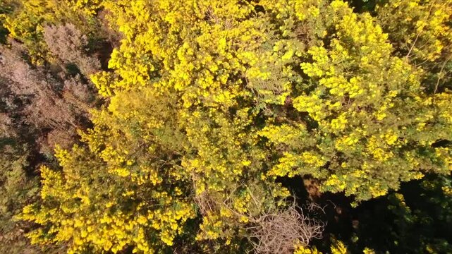 Golden mimosa trees in full bloom captured from above in Tanneron, France