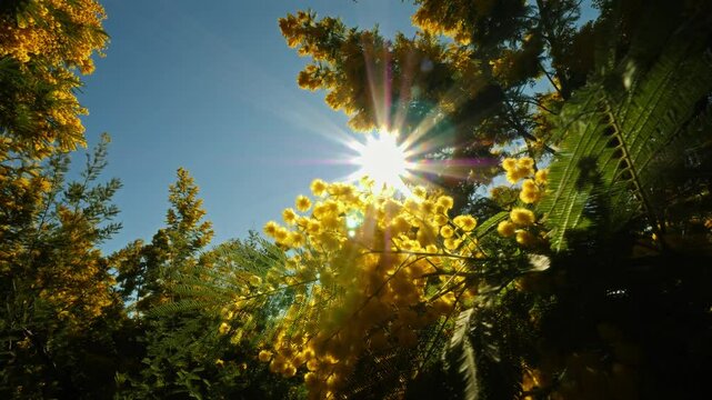 Golden mimosa flowers in the sunlight, shining through a forest in Tanneron, France