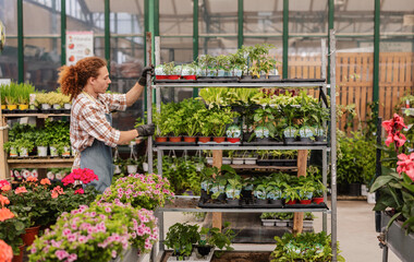 Gardener organizing plants in a greenhouse