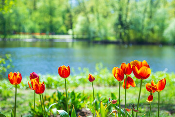 Obraz premium Blooming multicolored tulips on the bank of the pond in the park.