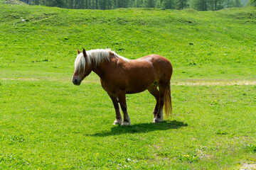 Alpine landscape A sturdy brown horse with a blonde mane in a green field