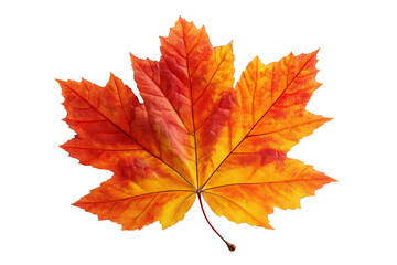 Fototapeta premium Colorful Fall Maple Leaf With Natural Texture