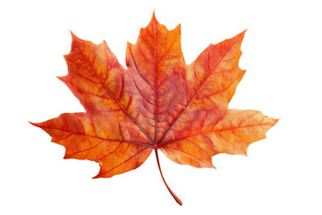 Fototapeta premium Realistic Maple Leaf With Autumn Color Pattern