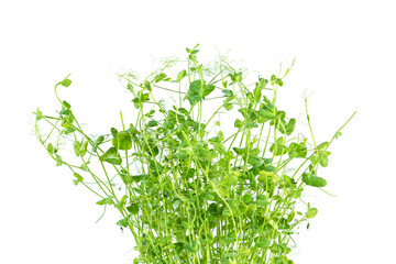 Pea microgreens isolated on white background. Healthy superfood.