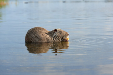 Aquatic animal otter in the water