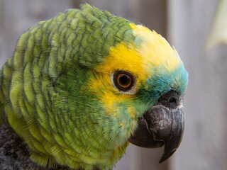The Amazon green parrot, its vibrant green, blue and yellow feathers. Close up