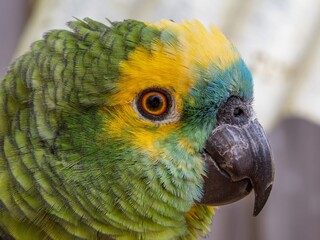 The Amazon green parrot, its vibrant green, blue and yellow feathers. Close up