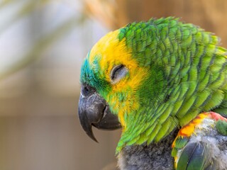 The Amazon green parrot, its vibrant green, blue and yellow feathers. Close up